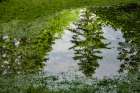 USA, Vermont, Stowe. Trees reflected in springtime puddle Art Print